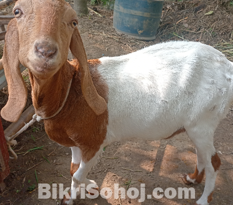 Goat for sale